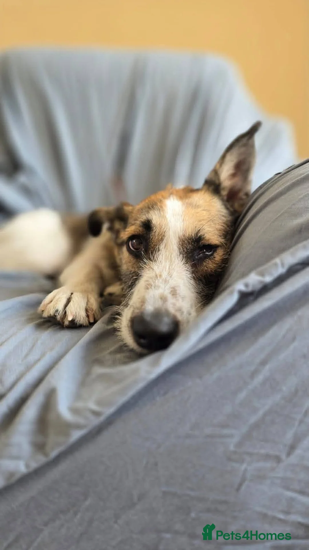 Mixed Breed dogs for adoption: Meet Winnie, currently residing in Wirral - Advert 3