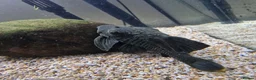 Plecos fish for sale: L191 (Believed to be) Pleco in Southampton - Advert 2