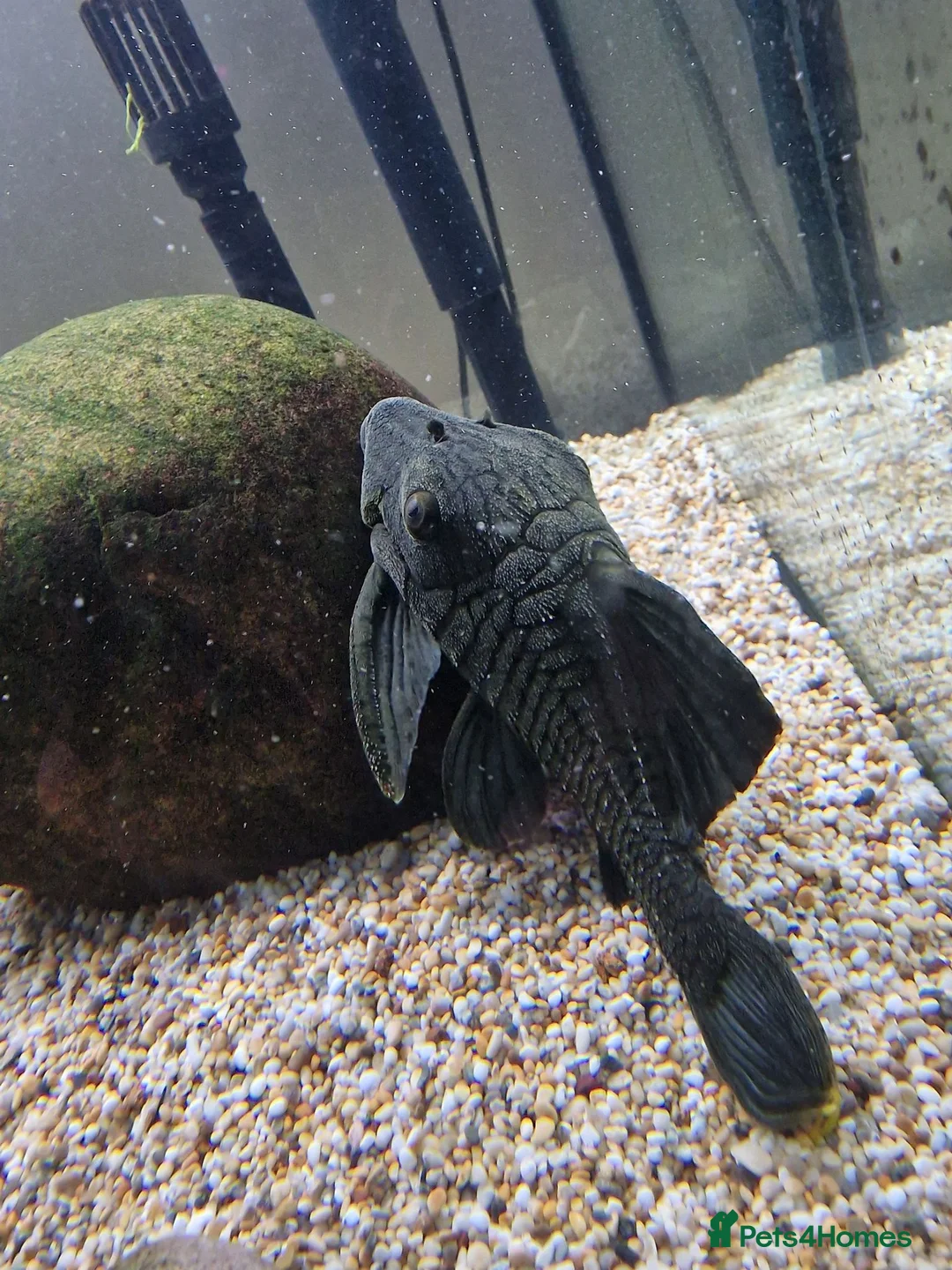 Plecos fish for sale: L191 (Believed to be) Pleco in Southampton - Advert 2