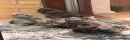 Maine Coon cats for sale: Maine Coon kittens - Advert 19