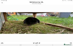 Mini Lop rabbits for sale: Female Black mini lop - Image 1