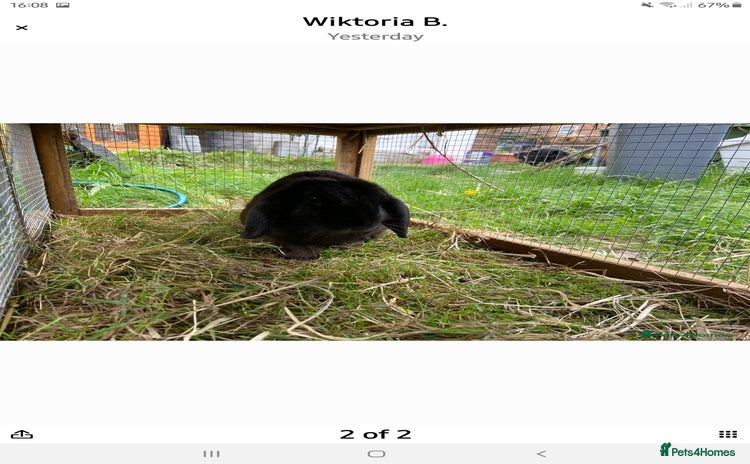 Mini Lop rabbits - Advert 9