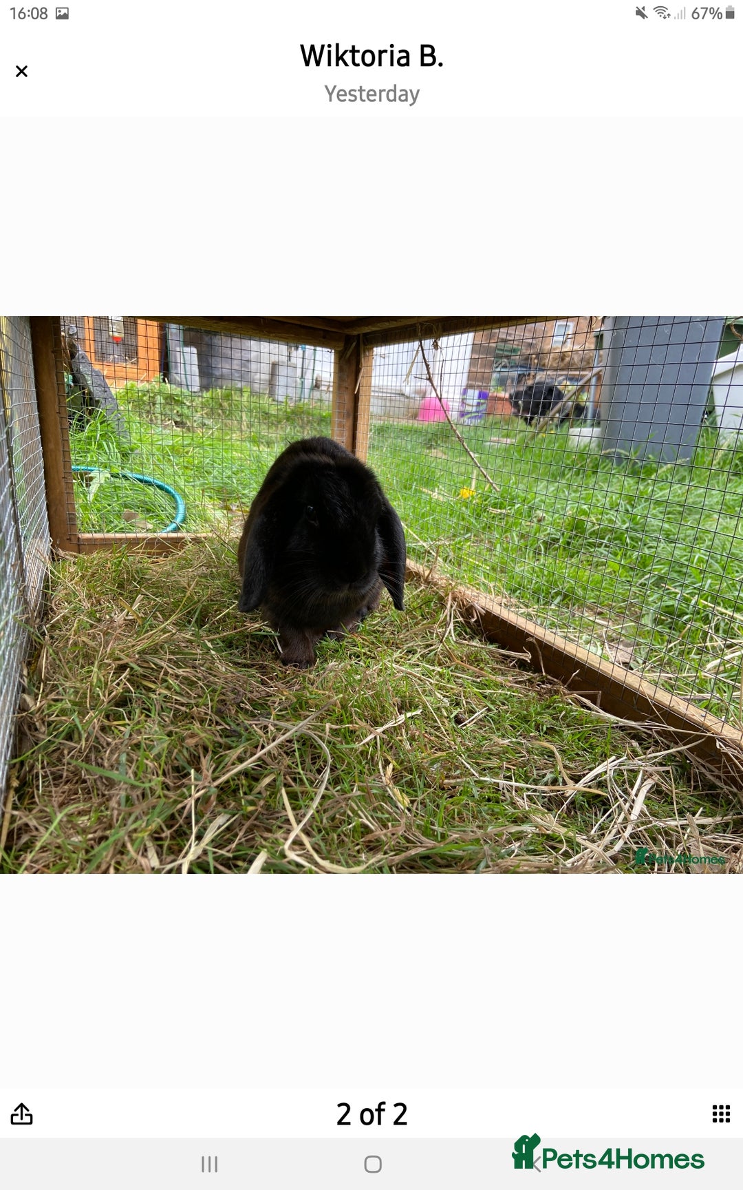 Mini Lop rabbits for sale: Female Black mini lop - Image 1