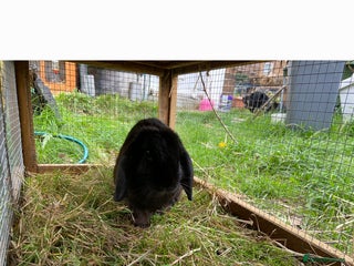 Mini Lop rabbits - Advert 32
