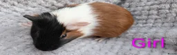 Guinea Pig rodents for sale: Beautiful Baby Guinea Pigs  - Advert 9