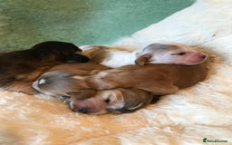 Cocker Spaniel dogs for sale: Show Type Health Tested, KC Reg puppies  - Image 28