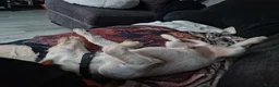 Mixed Breed dogs for sale: 8 months old PLEASE READ FULL DESCRIPTION  in Stockton-on-Tees - Advert 2