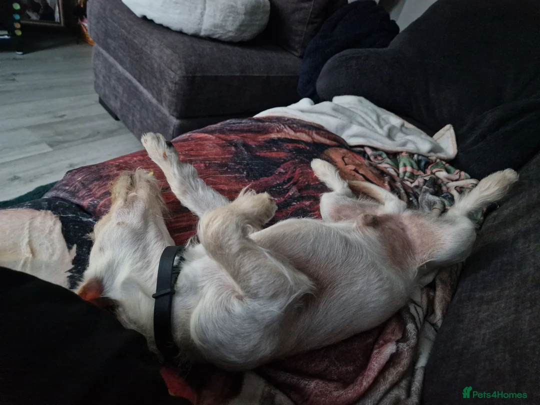 Mixed Breed dogs for sale: 8 months old PLEASE READ FULL DESCRIPTION  in Stockton-on-Tees - Advert 2