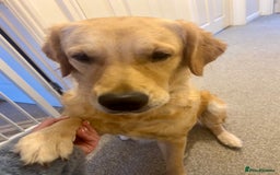 Golden Retriever dogs for sale: Rehoming  - Image 2