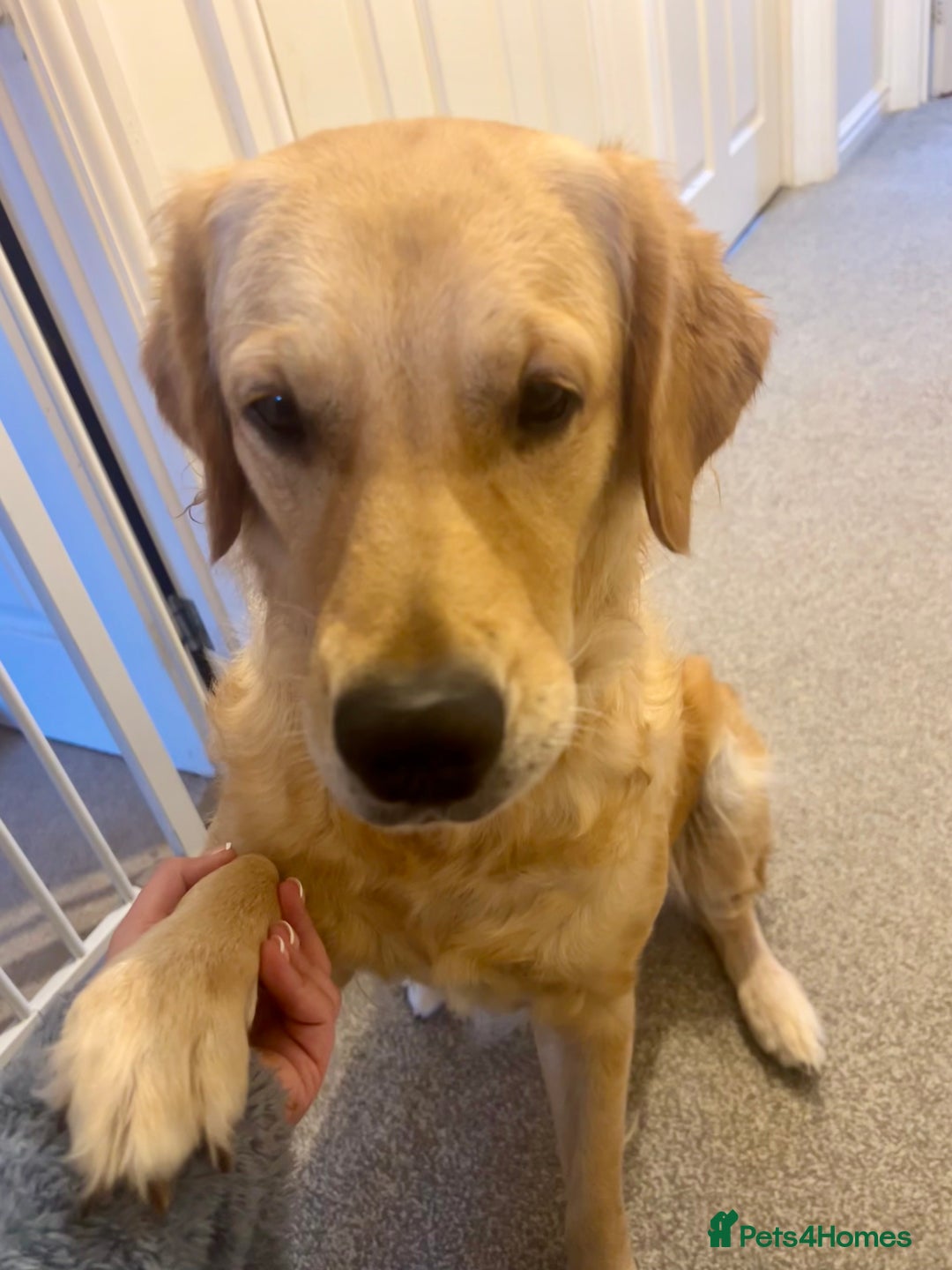 Golden Retriever dogs for sale: Rehoming  - Image 2