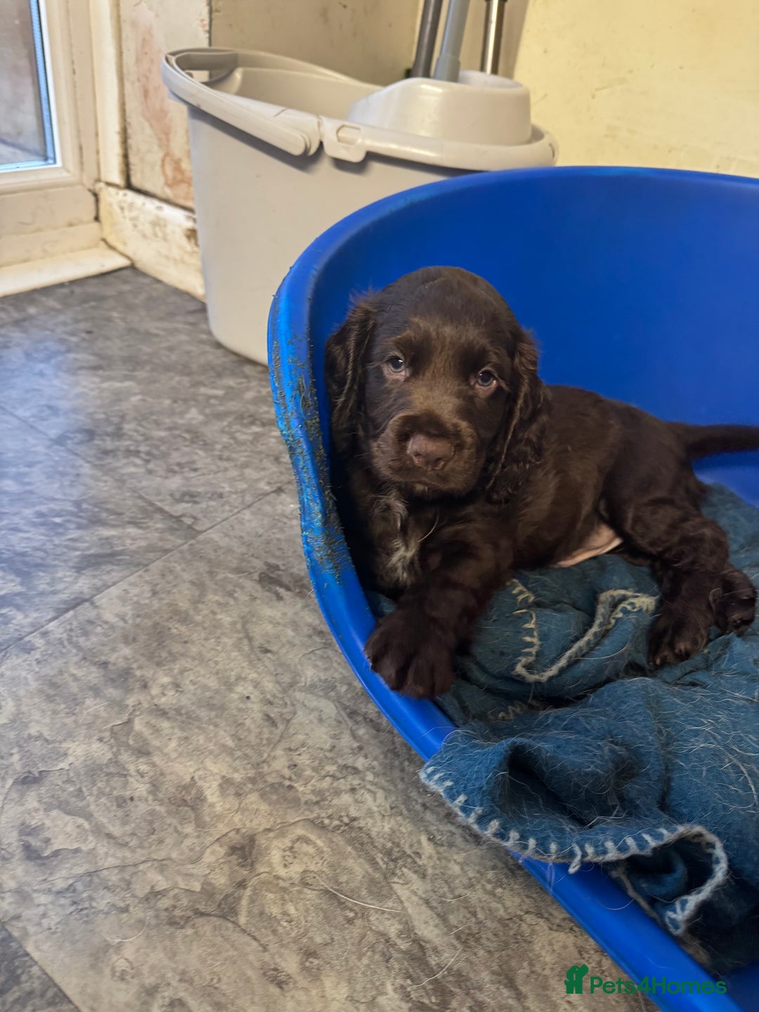 Cocker Spaniel dogs for sale: Cocker spaniel puppies  - Advert 9