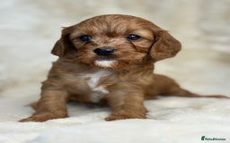 Cavapoo dogs for sale: Stunning health tested Cavapoo puppies - Image 4