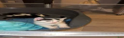 Mixed Breed cats for sale: Lovely kittens need a loving home - Advert 17