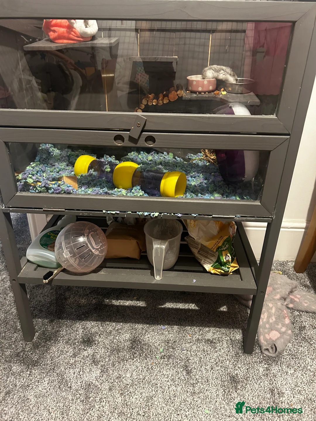 Hamster rodents for sale: Dwarf hamster FREE in Congleton - Advert 1