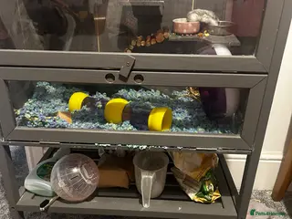 Hamster rodents Dwarf hamster FREE - Advert 1