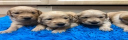Golden Retriever dogs for sale: Gorgeous KC registered golden retriever puppies - Advert 3