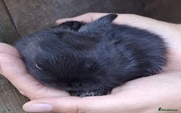 Mini Lop rabbits for sale: 5 baby bunnies for sale  - Image 8