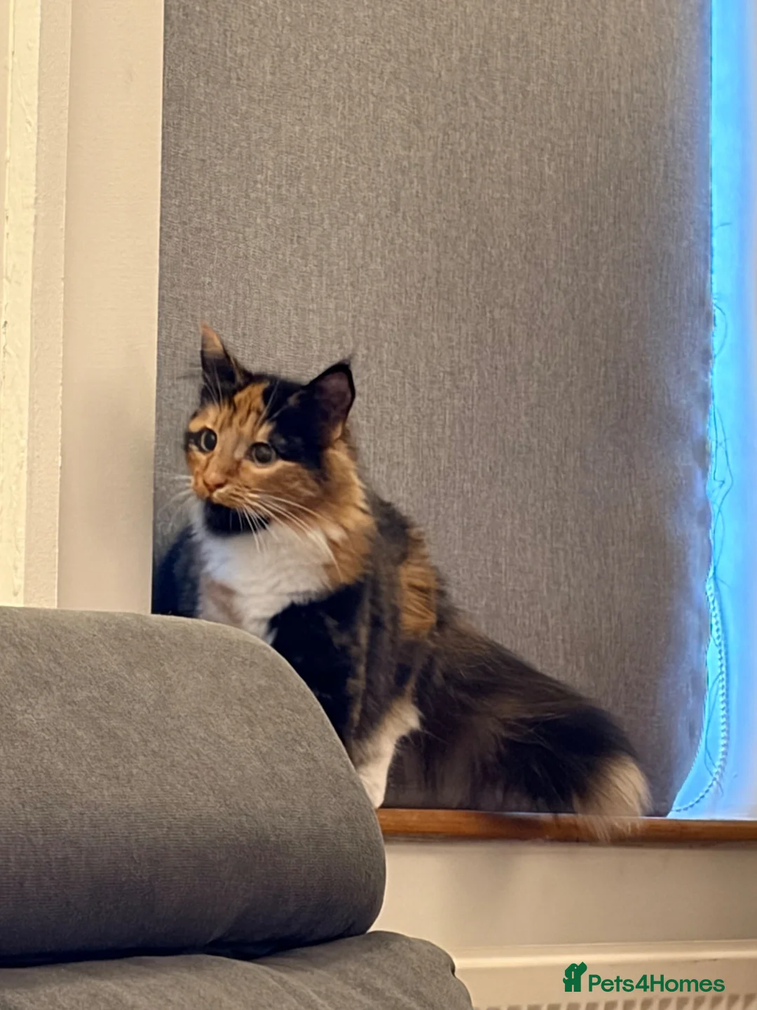 British Longhair cats for sale: British longhaired calico  in Shrewsbury - Advert 1