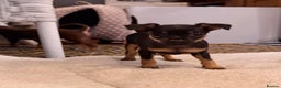 Russian Toy Terrier dogs for sale: Cutest little friend for life  - Advert 15