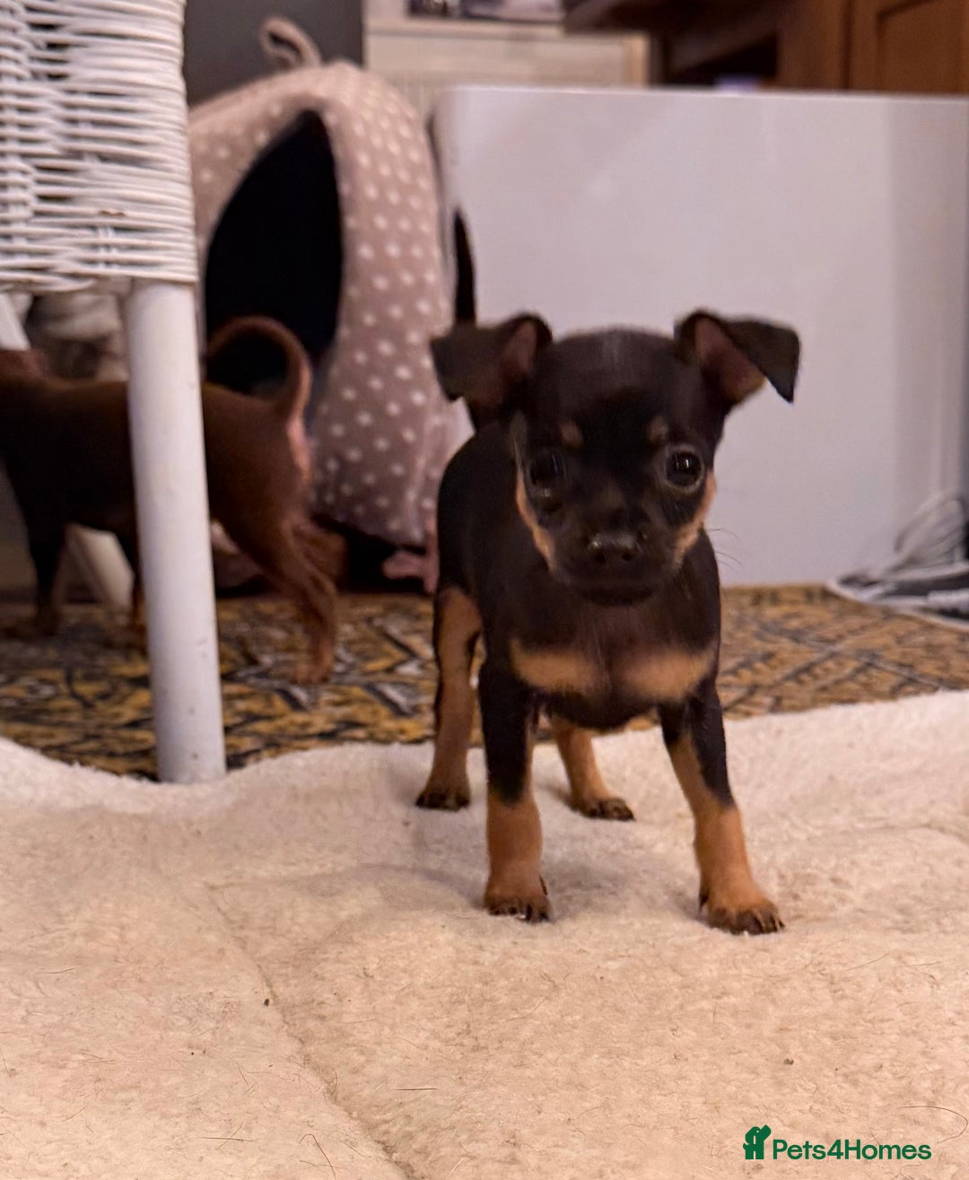 Russian Toy Terrier dogs for sale: Cutest little friend for life  - Advert 15