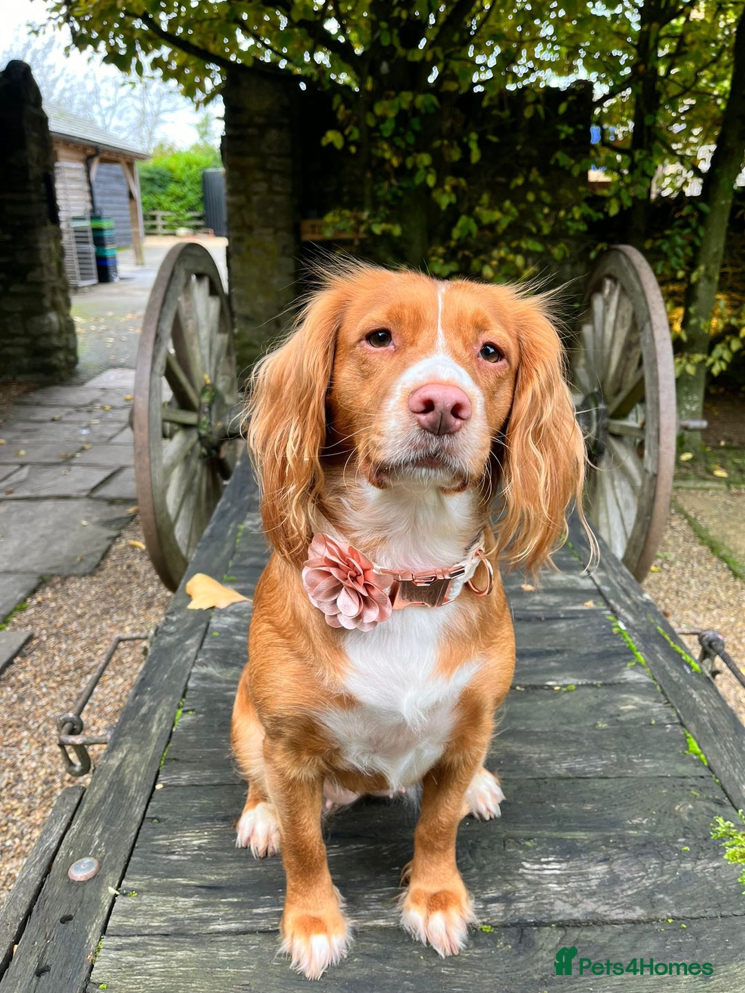 Cocker Spaniel dogs for sale: Cocker Spaniel Puppies - Image 23