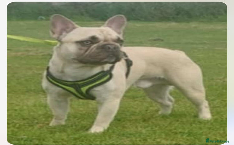 French Bulldog dogs - Advert 10