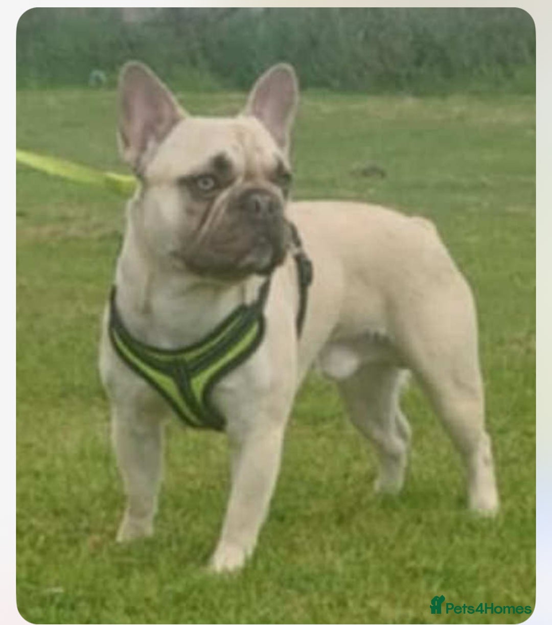 French Bulldog dogs for sale: Stunning frenchie bulldog male - Image 1