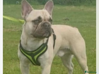 French Bulldog dogs - Advert 4