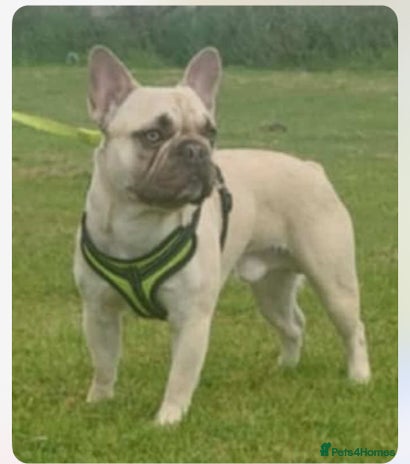 French Bulldog dogs - Advert 1