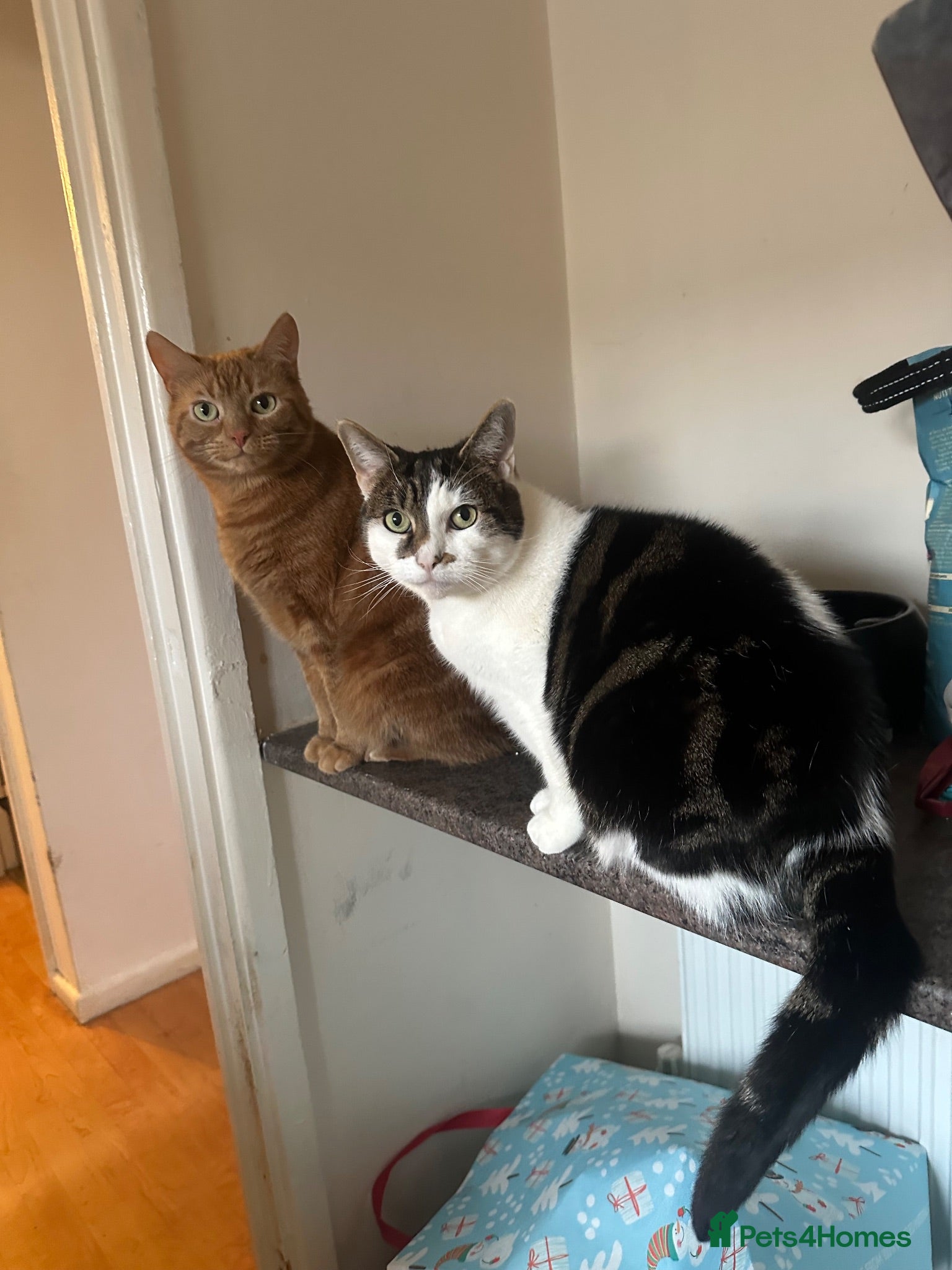 Mixed Breed cats Minnie and Simba  - Advert 9