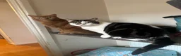 Mixed Breed cats for sale: Minnie and Simba  in Chesterfield - Advert 1