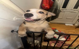 Mixed Breed dogs for sale: Need forever home ❤️ - Image 1