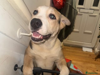 Mixed Breed dogs - Advert 3