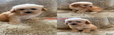 Poochon 3