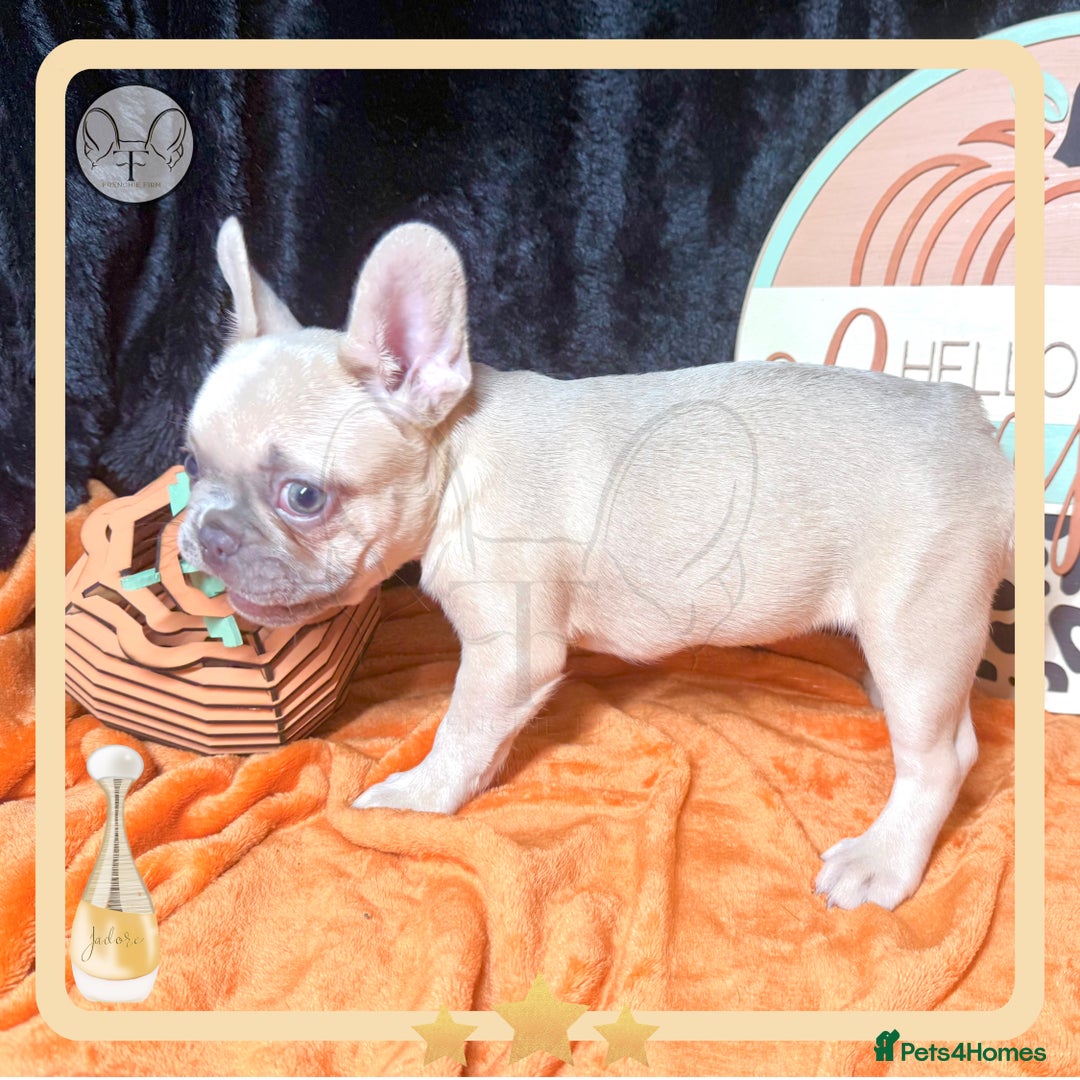 French Bulldog dogs for sale: Hello Pumpkin KC Frenchie Bulldogs A* Ready Soon! - Image 14