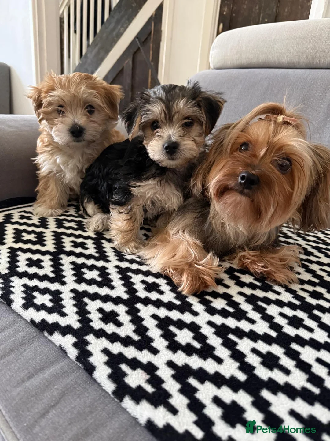 Morkie dogs for sale: Beautiful morkie puppys looking for a new home - Advert 2