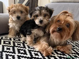 Morkie dogs Beautiful morkie puppys looking for a new home - Advert 2