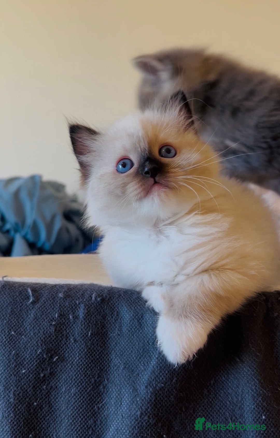 Ragdoll cats for sale: READY SOON!! PUREBRED RAGDOLL KITTENS - Image 30