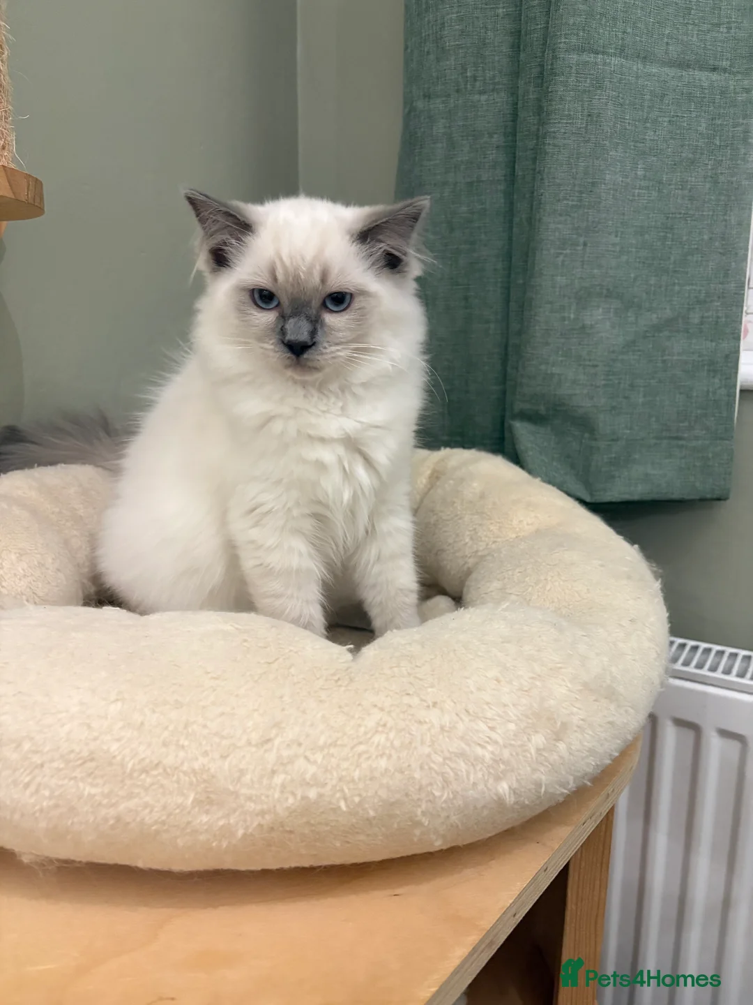 Ragdoll cats for sale: 2 boys ready now - Advert 4