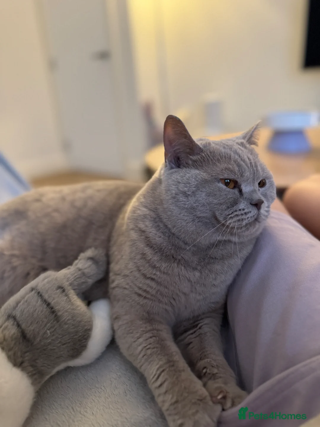 British Shorthair cats for sale: Gorgeous 4 Year old British Shorthair  - Advert 2