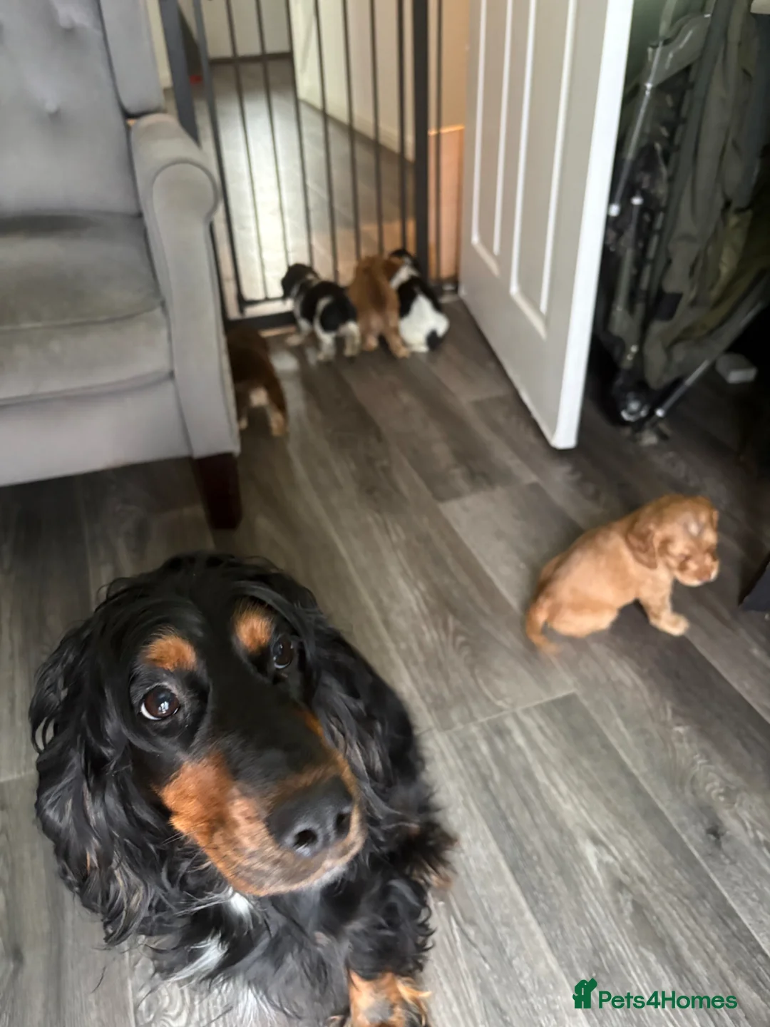 Cocker Spaniel dogs for sale: ⭐ STUNNING SHOW TYPE COCKERS ⭐  - Advert 12