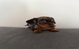 Dachshund dogs for sale: 3 dapple dachshund boys  - Image 9