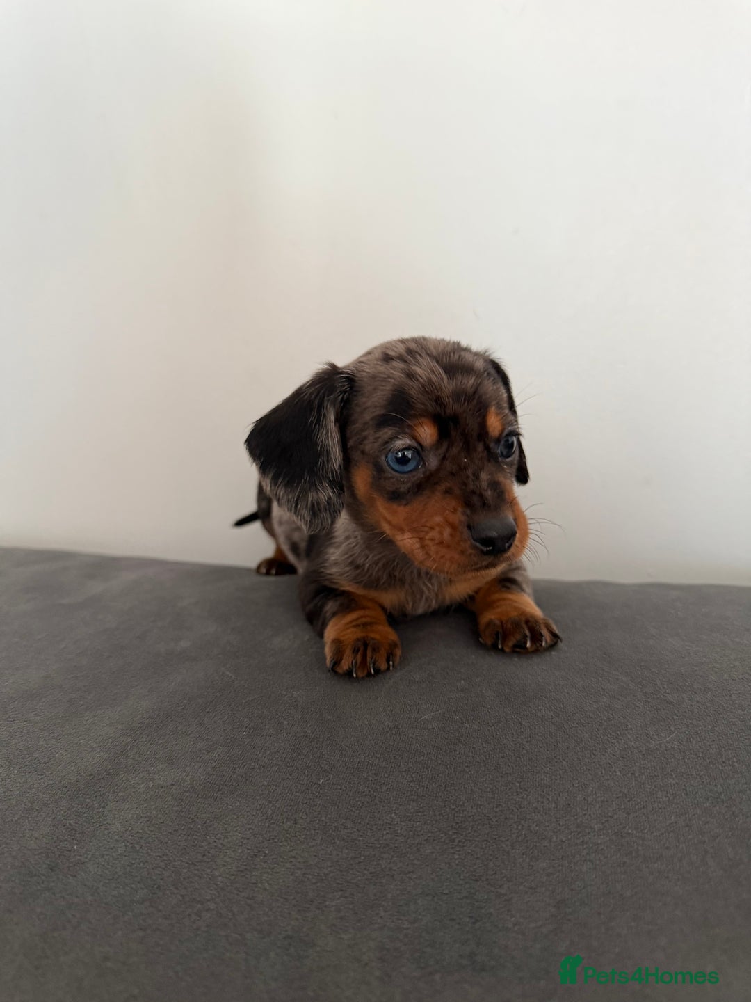 Dachshund dogs for sale: 3 dapple dachshund boys  - Image 9