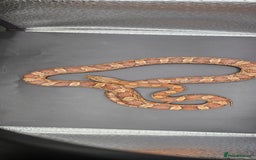Corn Snake reptiles for sale: Baby cornsnakes for sale - Image 6