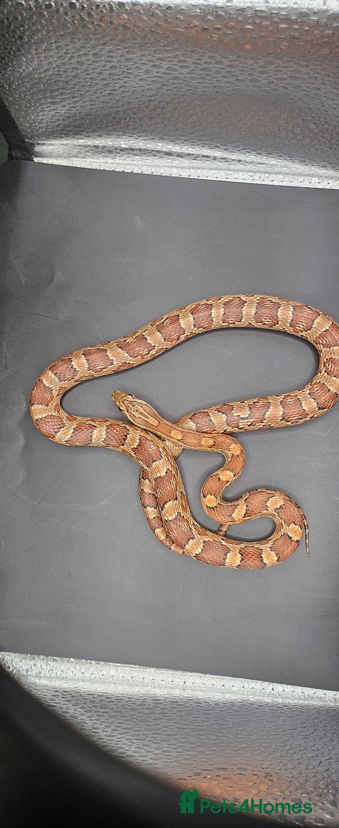 Corn Snake reptiles for sale: Baby cornsnakes for sale - Image 6