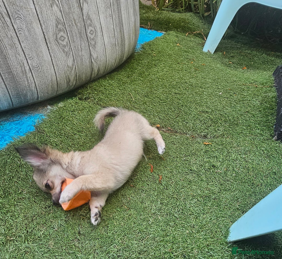 Chihuahua dogs for sale: Long coat Stunning K.C Reg. Puppies **READY NOW** - Image 6