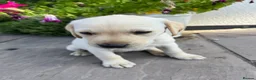 Labrador Retriever dogs for sale: 🐾 READY NOW🐾 FTCH Labrador Puppies - Advert 25