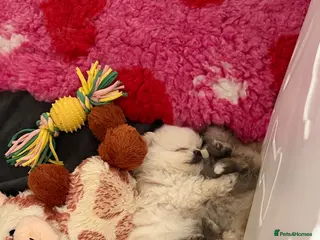 Pomeranian dogs Teddy Bear Pomeranians - Advert 3