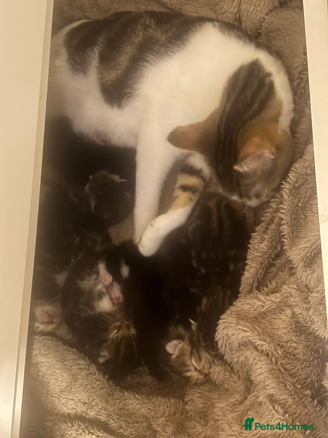 Domestic Shorthair cats for sale: 2 8 week old kittens in Blackpool - Advert 2