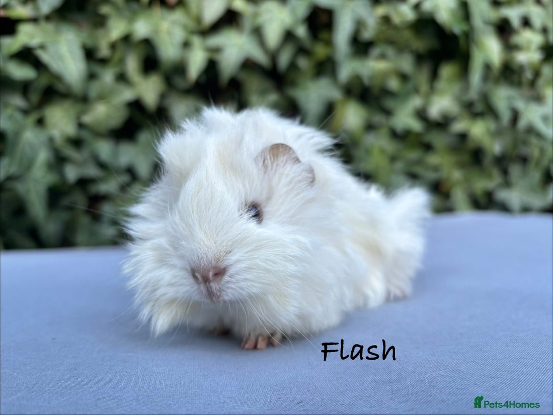 Guinea Pig rodents for sale: Flash!  - Advert 1